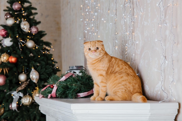 Bonne année, vacances de Noël et célébration. Portrait de race de chat Scottish Fold.