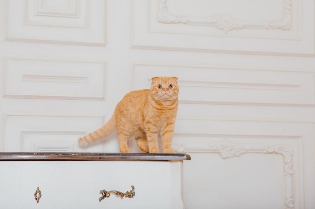 Bonne année, vacances de Noël et célébration. Portrait de race de chat Scottish Fold.