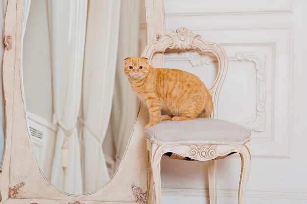 Bonne année, vacances de Noël et célébration. Portrait de race de chat Scottish Fold.