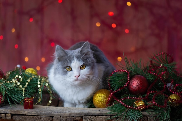 Bonne fête avec des jouets et des guirlandes de Noël Chat et cadeaux de Noël Beau fond de Noël