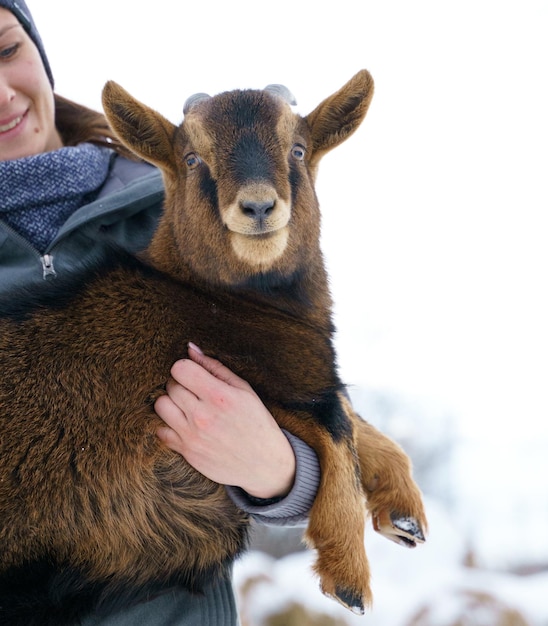 Bonne petite chèvre dans les bras d'une fille, en hiver, portrait