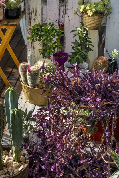 Une bonne quantité de floraison décorative