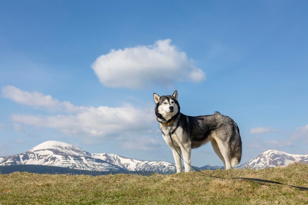 Bonne randonnée chien husky sibérien devant les sommets enneigés Hoverla Chornohora