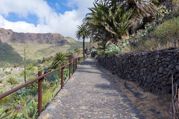 Bonne route en pierre avec des palmiers sur l'île de Tenerife