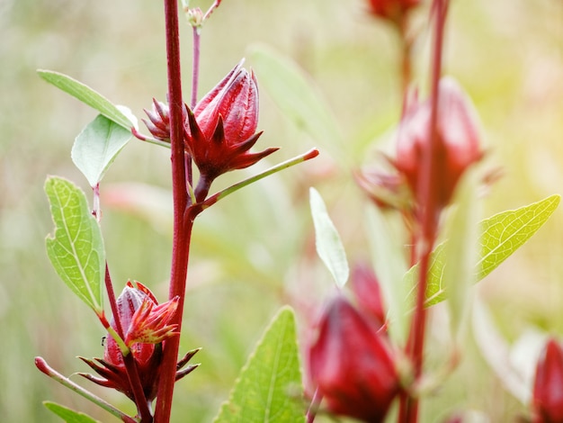 Photo les bonnes propriétés de la roselle réduisent la pression artérielle, nourrissent le cœur