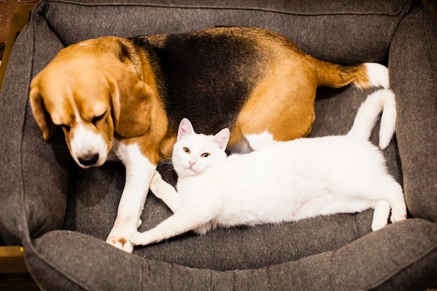 Bonnes relations entre chat et chien
