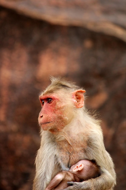 Bonnet macaque avec des bébés singes à Badami Fort