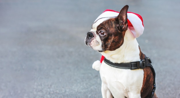 Bonnet de Noel terrier boston chien mignon assis sur fond gris, bannière