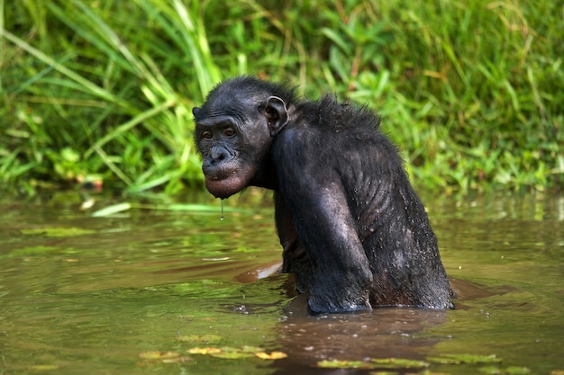 Bonobo est assis à l'étang. République Démocratique du Congo. Parc national de Lola Ya Bonobo.