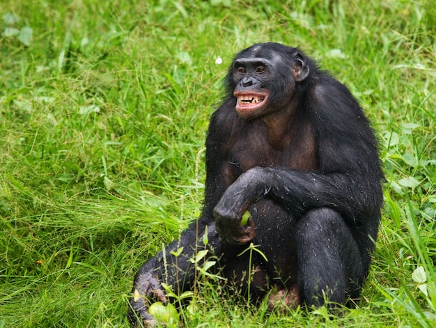 Bonobo est assis par terre. République Démocratique du Congo. Parc national de Lola Ya Bonobo.