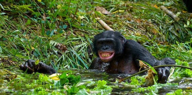 Bonobo est couché dans l'eau. République Démocratique du Congo. Parc national de Lola Ya Bonobo.