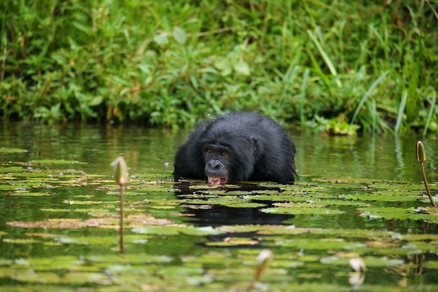 Bonobo est dans l'eau jusqu'à la taille et essaie de se nourrir. République Démocratique du Congo. Parc national de Lola Ya Bonobo.