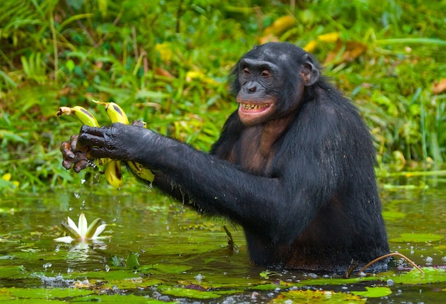 Bonobo est dans l'eau jusqu'à la taille et essaie de se nourrir. République Démocratique du Congo. Parc national de Lola Ya Bonobo.