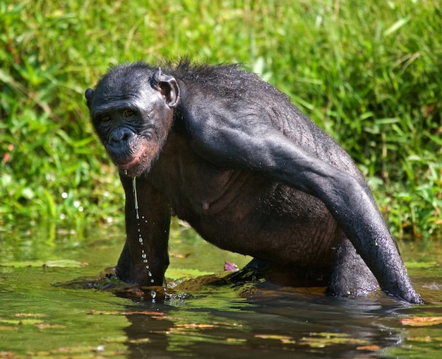 Bonobo se tient au bord de l'étang. République Démocratique du Congo. Parc national de Lola Ya Bonobo.