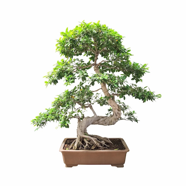 Bonsai banyan tree avec un fond blanc