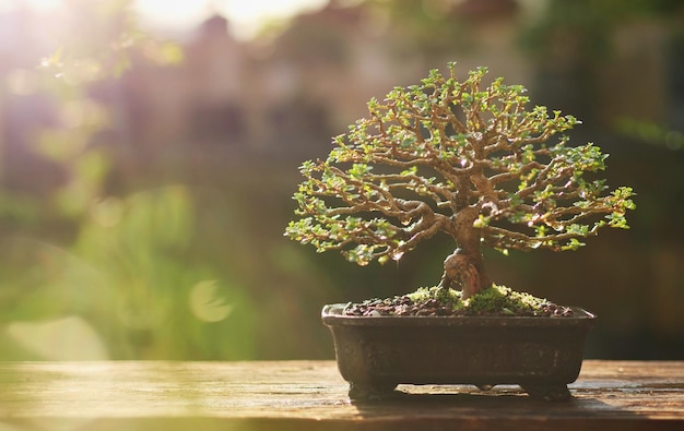 Bonsaï sur bois dans le jardin