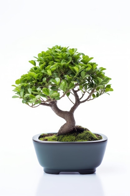 Un bonsai dans un pot sur un fond blanc