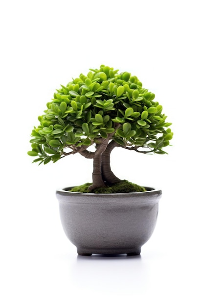 Un bonsai dans un pot sur un fond blanc