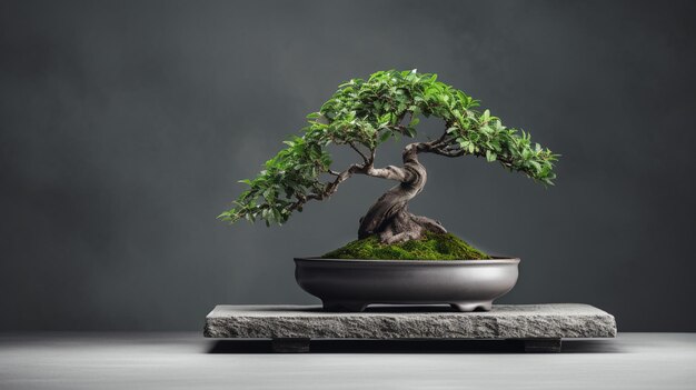 Bonsai dans un pot sur un mur sombre