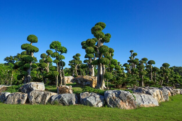 Bonsai Garden en harmonie avec la nature dans le parc.