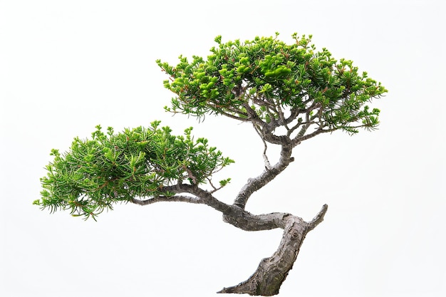 Un bonsai isolé sur un fond blanc