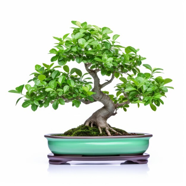 Le bonsai à la menthe gracieux dans le pot vert Art des Tonga