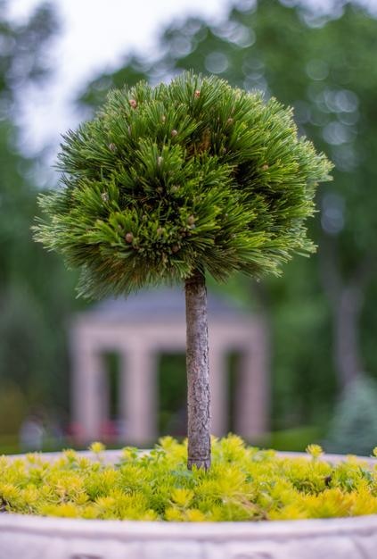 Photo bonsaï pin une superbe décoration intérieure ou extérieure