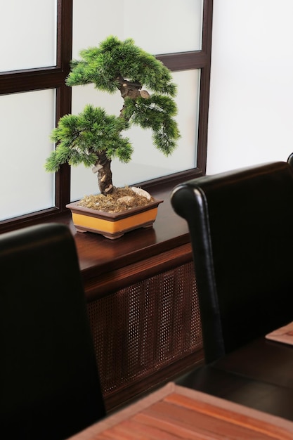 Bonsai sur un rebord de fenêtre