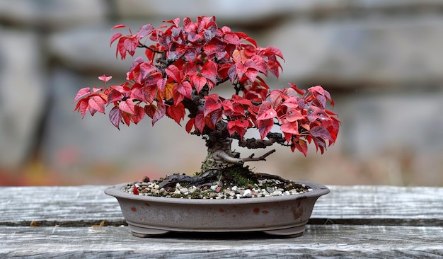 Un bonsai rouge vibrant dans un pot en céramique sur une surface en bois