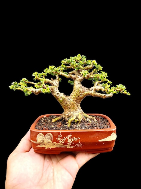 Bonsai sur une surface en bois avec la lumière du soleil qui brille à travers la blindation horizontale