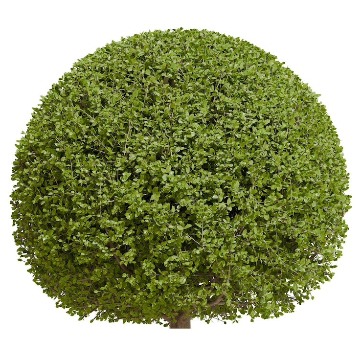 Photo un bonsaï topiary ficus concinna taillé en forme de sphère vue de devant