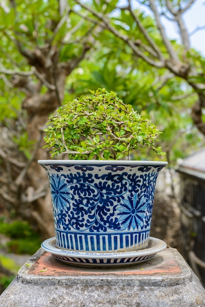 Bonsaïs, brousse siamoise dans les pots en porcelaine