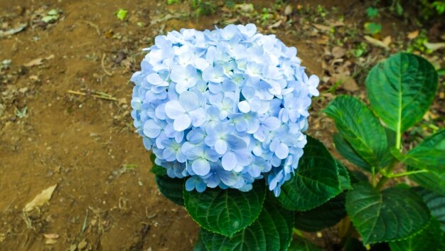 Boquet à fleurs bleues