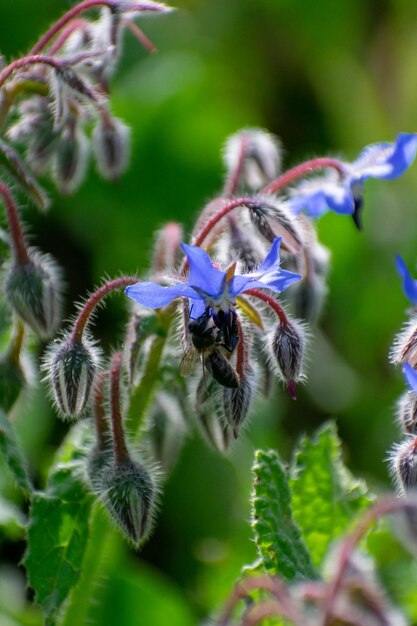 Borago officinalis