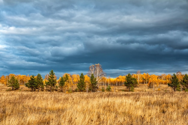 Bord de la forêt d'automne un jour nuageux