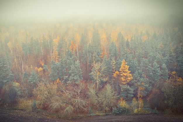 Le bord de la forêt de pins d'automne dans le brouillard