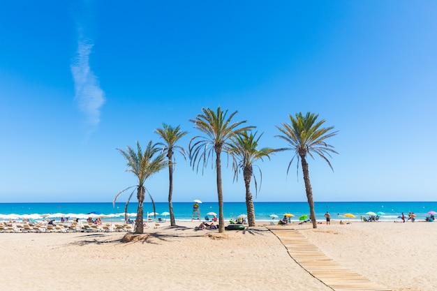 Bord de mer à Alicante, avec des palmiers sur la plage