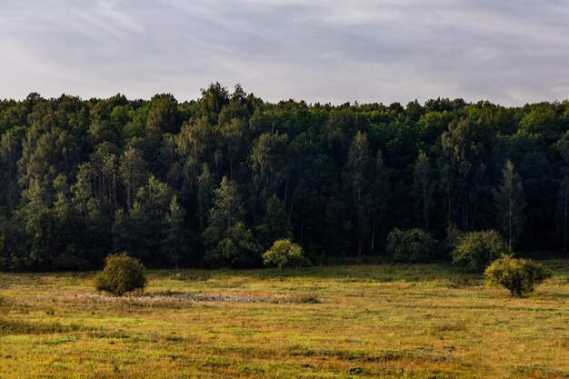 Bord plat de la forêt d'été à la lumière du jour