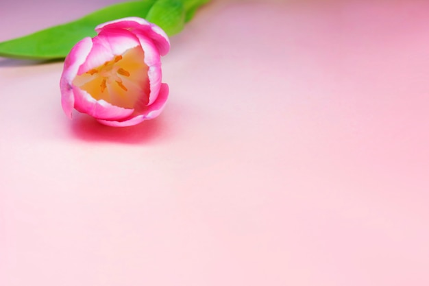 Un bord de tulipe de bourgeon rose se trouve sur un fond rose