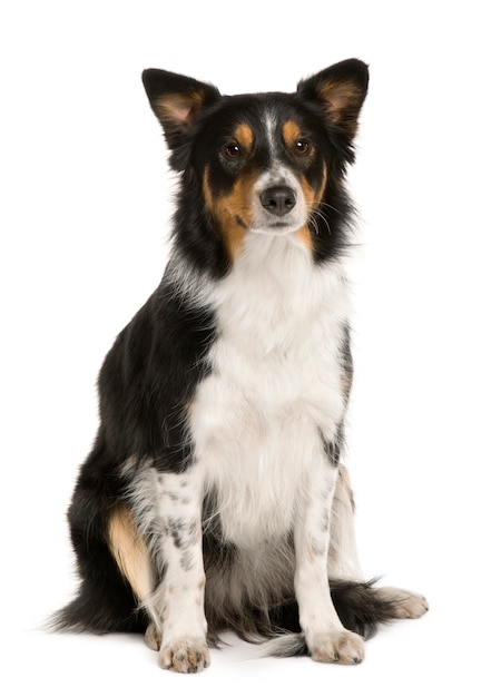 Border Collie, 1 an, assis devant le mur blanc