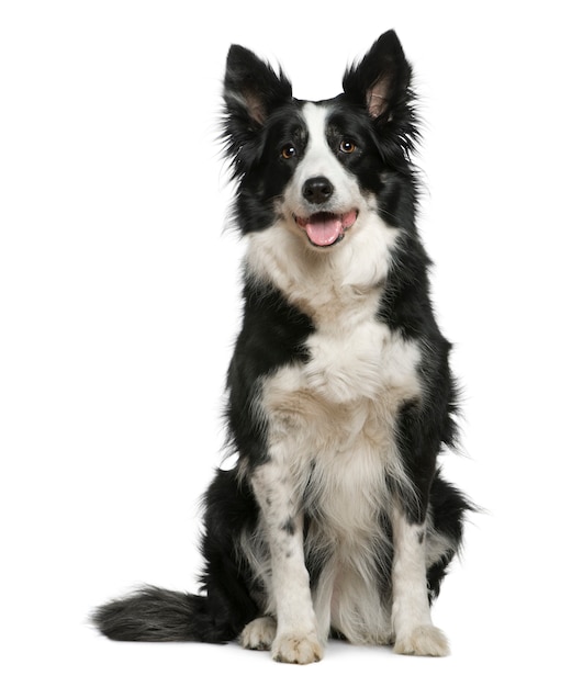 Border Collie, 10 ans, assis devant un mur blanc