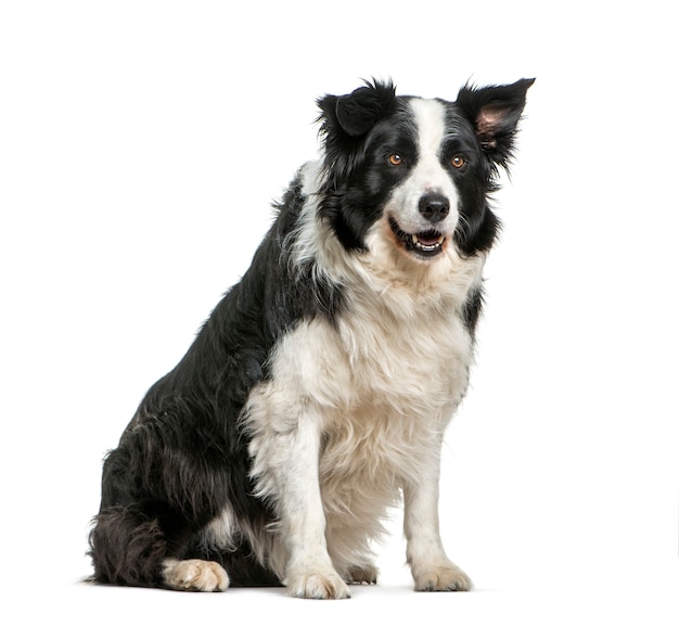 Border Collie, 11 ans, assis en face de fond blanc