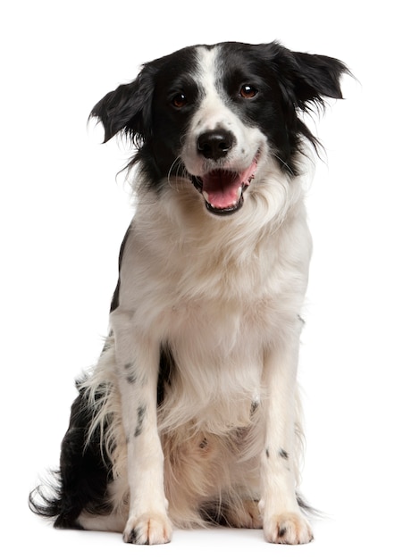 Border collie, 12 mois, assis devant un mur blanc