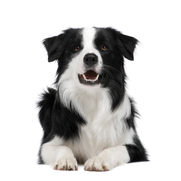 Border Collie avec 15 mois.