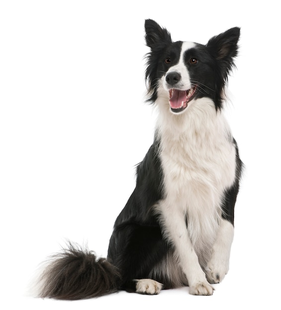 Border collie, 18 mois, devant un mur blanc