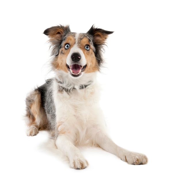 Border Collie avec 2 ans. Portrait de chien isolé