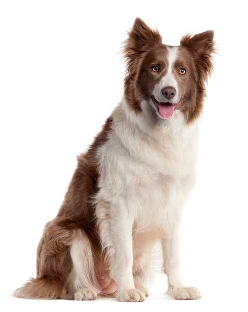 Border Collie, 2 ans