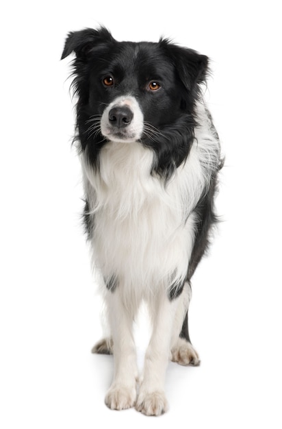 Border collie, 3 ans, debout