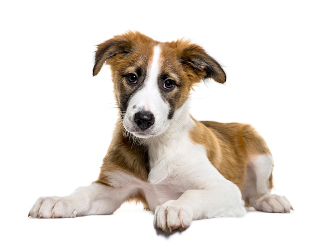 Border Collie, 3 mois, allongé devant une surface blanche