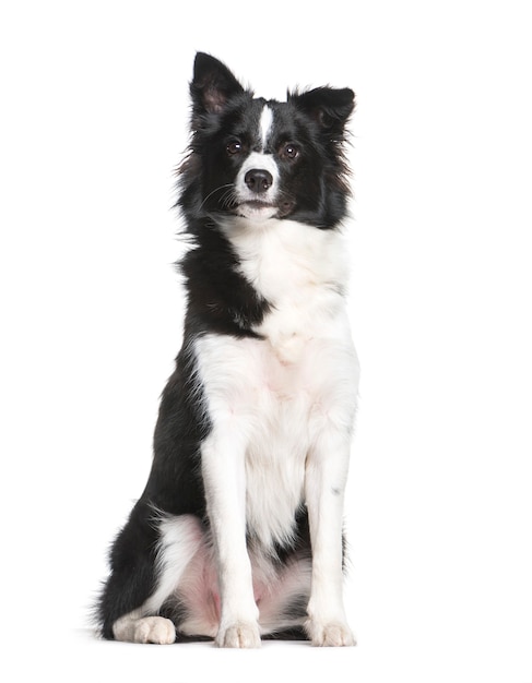 Photo border collie, 7 mois, in front of white background